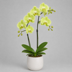Зелёная орхидея в горшке